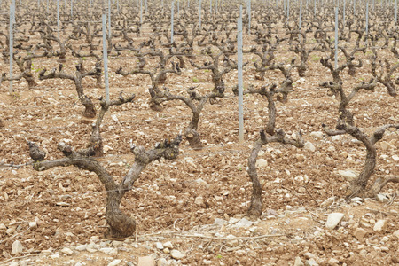 Spring vineyard in La Rioja, Spain. Shot in April.の写真素材