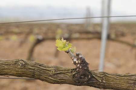 Spring vineyard in La Rioja, Spain. Shot in April.