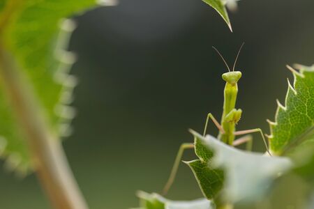 Young praying mantis waiting on a leaf. Mantis religiosa. Shot in Basque Country, Spain.