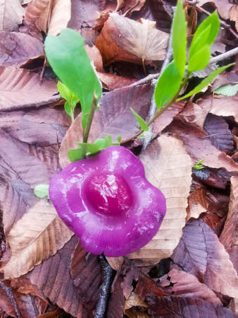 Purple mushroomの写真素材