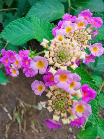 green leaves and colorful flowersの写真素材