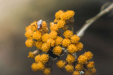 SPIDER ON A YOLLOW FLOWER