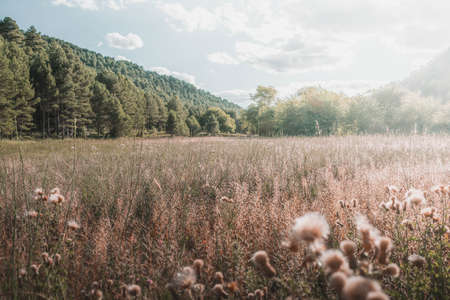 WILD PRAIRIE WITH THE SUNの写真素材