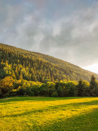 Atmospheric green forest landscape with firs in mountains. Minimalist scenery with edge coniferous...