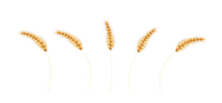 Ripe ears of wheat isolated on white background.のイラスト素材