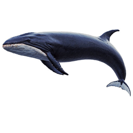 A detailed view of a Humpback Whale against a pure white backdrop, capturing its unique physical characteristics. This impressive marine animal is seen from a low angle.の素材