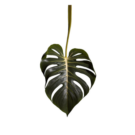 A vibrant, isolated monstera deliciosa leaf hangs gracefully against a clean white backdrop. The dark green leaf with its characteristic fenestrations is visually striking.の素材
