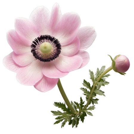 A captivating closeup showcasing a soft pink Anemone flower with intricate details. A bud and green leaves add to its natural beauty, set against a clean white background.の素材
