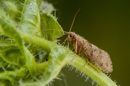 insect on a branchの写真素材