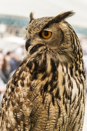 eagle owl sideの写真素材