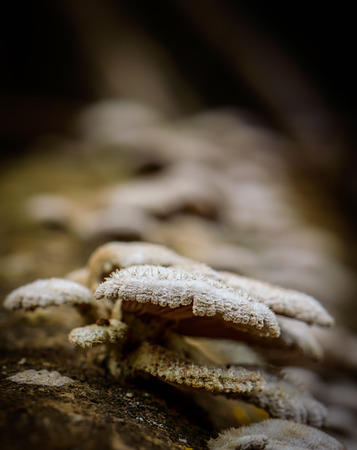 fungus attached to a trunkの写真素材