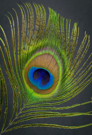 peacock featherの写真素材