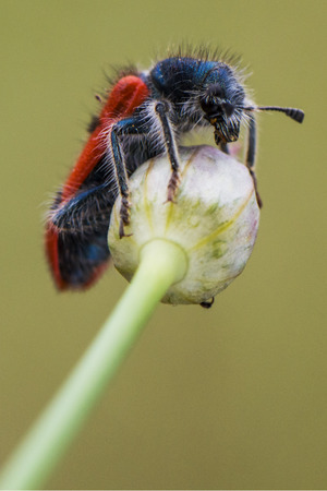 insect net