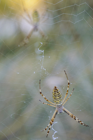 spider upside downの写真素材