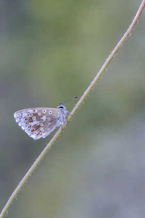 up butterflyの写真素材