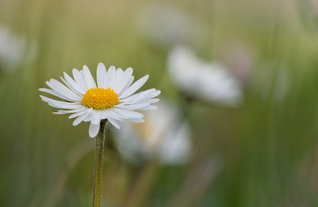 daisy flowerの写真素材