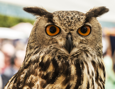 eagle owl frontの写真素材