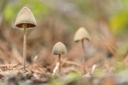 mushroomsの写真素材