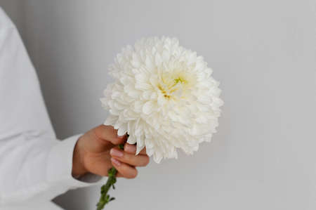 Hand holding elegant flowerの写真素材