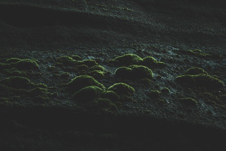 detail moss on the rock - macro photography