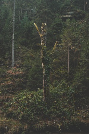 Rotten and dead tree in the forest in Bohemian switzerland.の写真素材