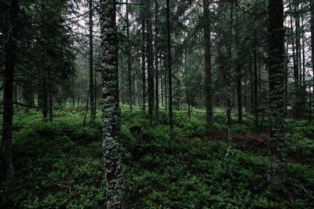 Natural green forest of spruce trees in Sumava, Czech Republicの写真素材