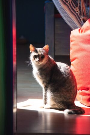 Beautiful short hair cat lookin through lens at homeの写真素材