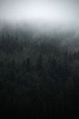 Misty landscape with fir forest in hipster vintage retro styleの写真素材