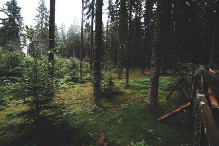 Natural green forest of spruce trees in Sumava, Czech Republicの写真素材