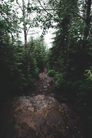 Mysterious path in the middle of wooden coniferous forrest, surrounded by green bushes and leaves and ferns found on Sumavaの写真素材