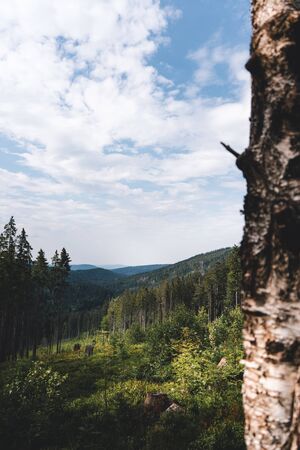 Natural green forest of spruce trees in Sumava, Czech Republicの写真素材
