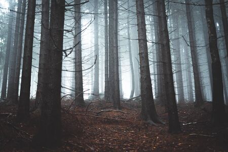 Road through a poland forest with fog and soft light, Stolowe gory, Polandの写真素材