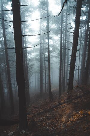 Magic and foggy morning spruce forest in Krkonose national park, Czech republicの写真素材