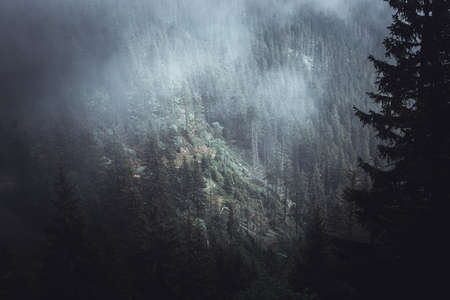 Pine tree forrest covered in fog in the Krkonose, Czech republicの写真素材