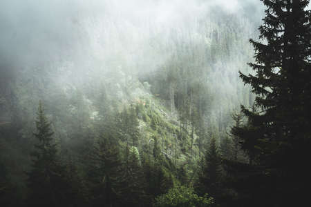 Pine tree forrest covered in fog in the Krkonose, Czech republic