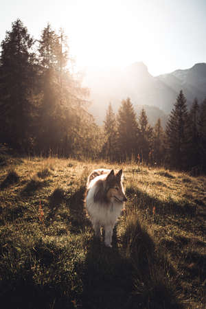 Portrait of rough collie at sunset, Austrian alpsの写真素材