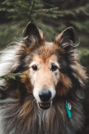 Portrait of rough collie in forestの写真素材