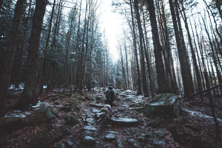 Young woman walking on mysterious path, Sumava, Czech republicの写真素材