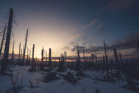 Winter landscape on Sumava, after sunset beautifully painted landscape in colorful shades, Sumava National Park, Czech Republic. Giant Mountain.の写真素材