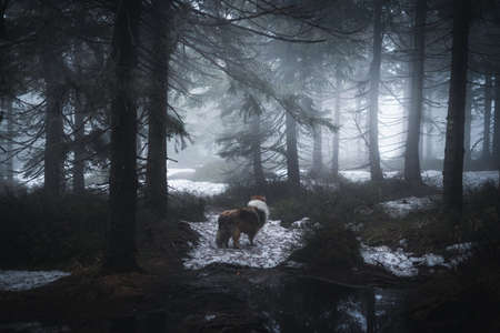 Dog Rough Collie standing proudly in dark cold foggy forest during winter in Jizerky mountain, Czech republicの写真素材