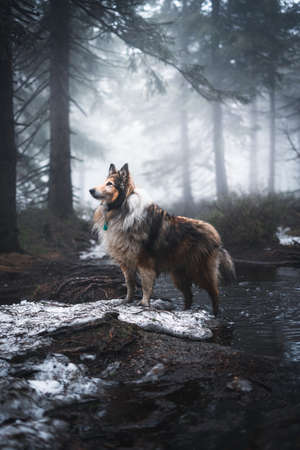 Dog Rough Collie standing proudly in dark cold foggy forest during winter in Jizerky mountain, Czech...