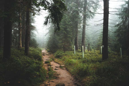 Mysterious path in the middle of wooden forest, surrounded by green bushes and leaves and ferns in Czech republic, in Jizerske horyの写真素材