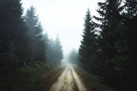 Road inside of deep mountain forest, foggy day, Jizerske hory, Czech republicの写真素材