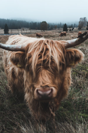 Beautiful horned Highland Cattle enjoying the evening on a Frozen Meadow in the Czech Republic, Jizera Mountainsの写真素材