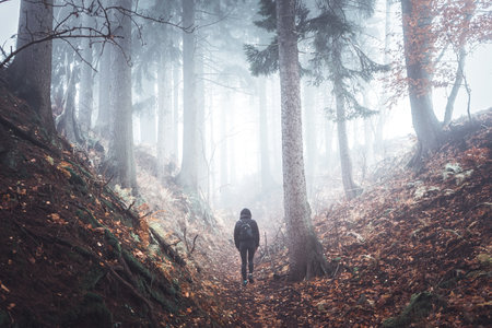 Misty forest covered in fog with twisted trees and woman standing in backgroundの写真素材
