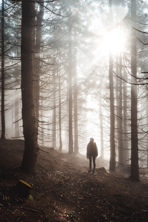 Forest with rays of warm light and a woman standing in the background, Czech republic, Krkonose national parkの写真素材