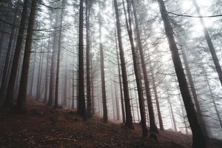Sunbeams coming through trees in beautiful forest full of fog, Czech republic, Krkonose national parkの写真素材