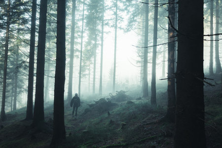 Misty forest covered in green fog and woman walking in background, Krkonose national parkの写真素材