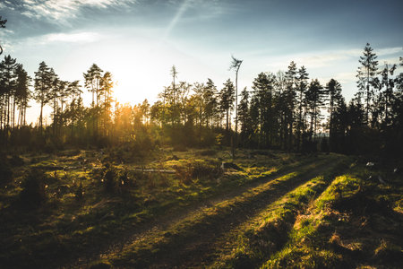 Sun shining through trees on forest path in wilderness, Czech republicの写真素材