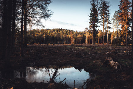 Quiet puddle in front of forest. Evening in wilderness, Czech republicの写真素材